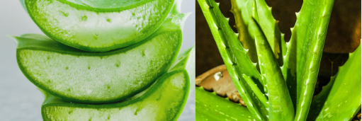 Keeping an Aloe Plant